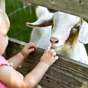 petting-zoo
