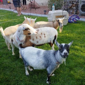 petting-zoo-goats
